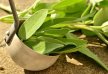Details von  » Salbei als natürliche Heilpflanze Thumb