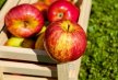 Apfelmarmeladen - Ausgefallene Rezepte mit Äpfeln ganzjährig kochen Thumb