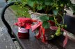 Erdbeermarmelade Rezept zum selber machen - Marmelade kochen Thumb