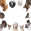 Wissenswertes über Hunde - Was Sie wissen sollten
