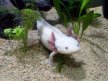 Der Axolotl - Meine Top 10 zu diesem Schwanzlurch Thumb