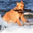 Ostseeurlaub mit Hund Thumb
