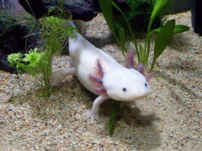 Der Axolotl - Meine Top 10 zu diesem Schwanzlurch