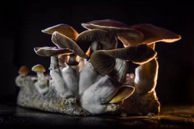 Magic Mushrooms: Investoren wetten auf Zauberpilze als Medizin - Business Insider